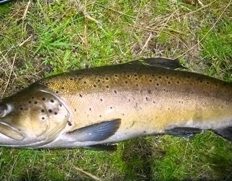 A 2.7 kg - 6lb male brown trout I caught before dawn in the upper Derwent River recently.