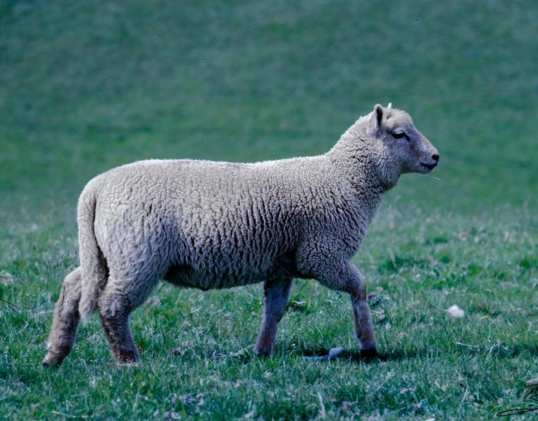 Wool report
