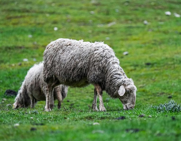Sheep
