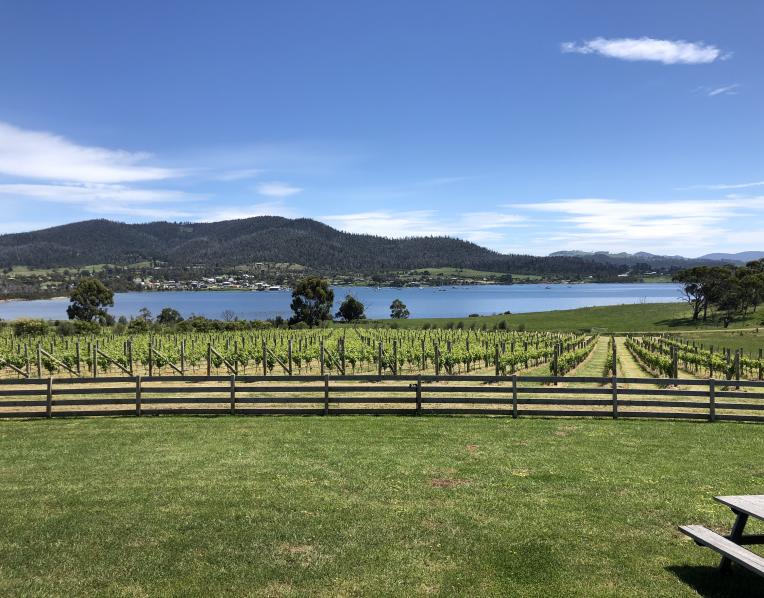 Bangor Vineyards