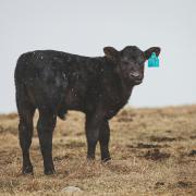 Beef cow