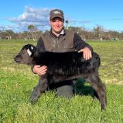 Toliver Angus stud