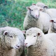 Wool report