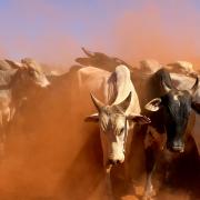 Cattle