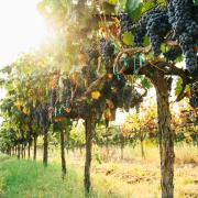 Tasmanian wine harvest