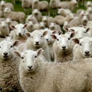 Sheep