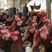 Chickens