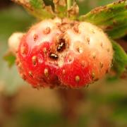 Diachus auratus tunneling into a strawberry