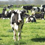 Cattle