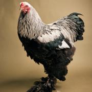 Brahma