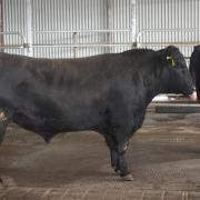 Uppercut the record-breaking Angus bull