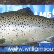 Brown trout