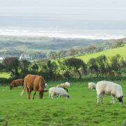 Cows and lamb