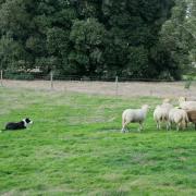 A working dog rounding up sheep