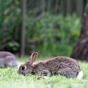 Rabbits