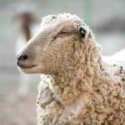 Lamb