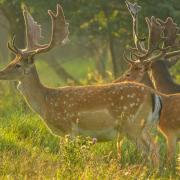 Wild fallow deer