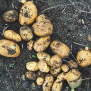 Potatoes