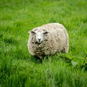 Sheep