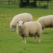 Sheep