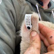 A newborn lamb with an electronic tag