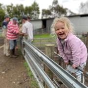 Poppy Connebear, 3, watches the lamb marking action in her grandparents’ sheep yards at Lochhaven farm, Selbourne.