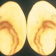 A potato with mop-top virus