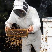 An apiarist examing a bee hive