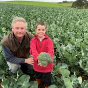  Randal Parker and his son Jacob in a crop of broccoli grown at Don for Harvest Moon