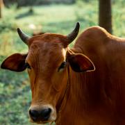 Cattle