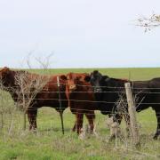 Cattle
