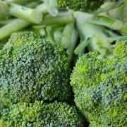 Broccoli