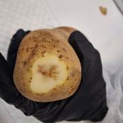 A potato with mop-top virus