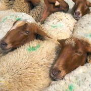 Sheep