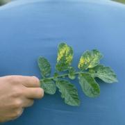 A potato leaf with mop-top