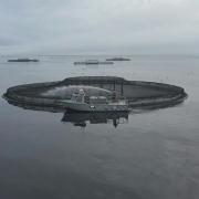 Salmon pens