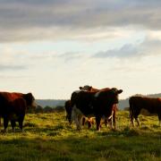 Cattle