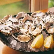 Oysters