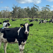 MFP Feed Supplement available from Novus International