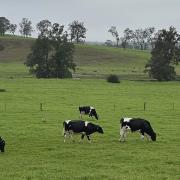 Milk fat is a critical component of dairy profitability, particularly in the Australian market