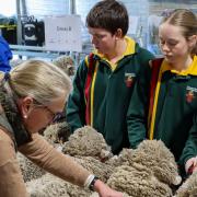 Merino wether challenge