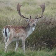 Fallow deer