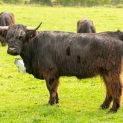 Angus bull