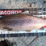 A 5.6kg brown trout caught by David Menzies from the Tyenna River back in August.