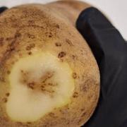Mop top affected potato