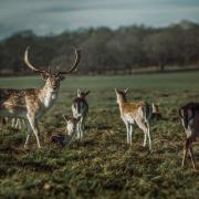 Fallow deer