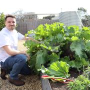 Buscombe's head chef James Miller picking some rhubarb