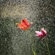Spring rain has been varied across the state so far