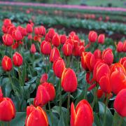 Flowers blooming at the Table Cape Tulip Farm