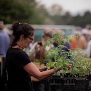 More than 2000 people attended the 2025 Annual Tomato Sale at the Royal Tasmanian Botanical Gardens